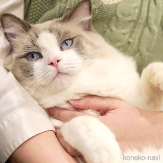 えびすくん1枚目